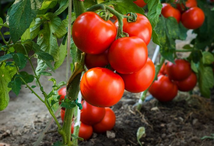 Що можна садити на грядці поруч з помідорами: про хороших та поганих сусідів