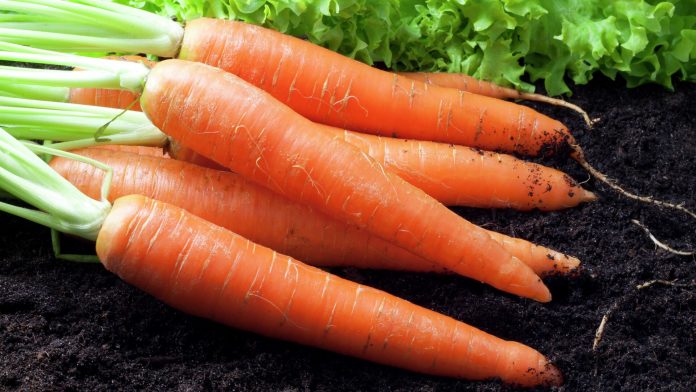Чим удобрити моркву, щоб вродила велика