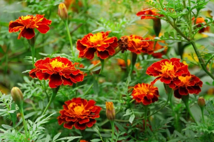 Які квіти на городі садять досвідчені городники: корисна краса