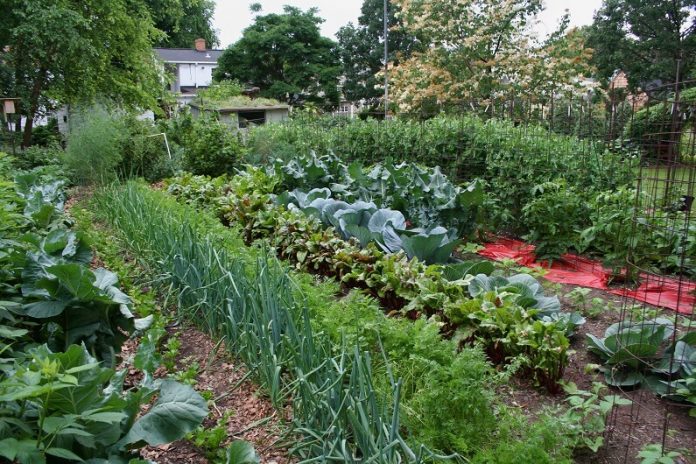 Що треба знати про сусідство овочевих культур: поради городникам-початківцям