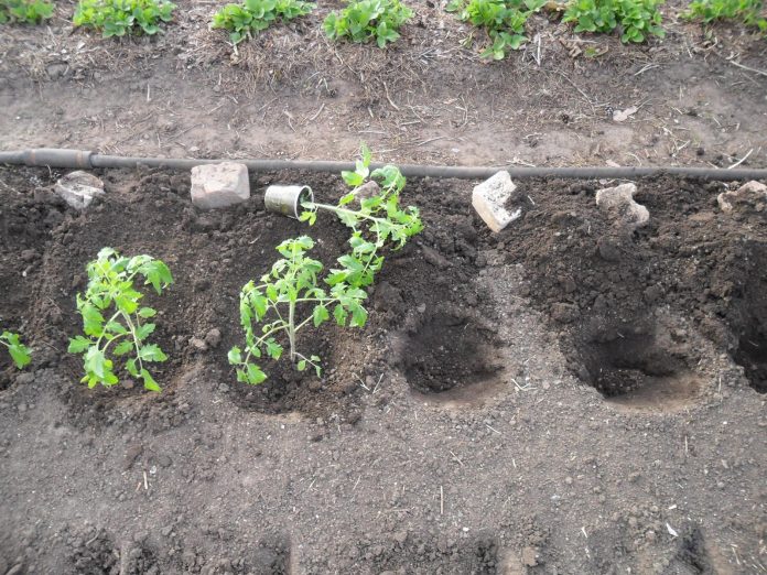 Коли і як висаджувати розсаду помідорів на городі у відкритий ґрунт