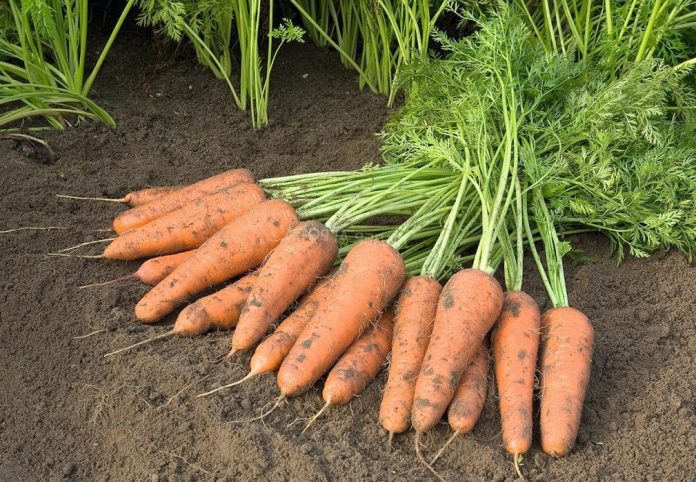 Чим і коли підживити моркву, щоб виросла великою й соковитою