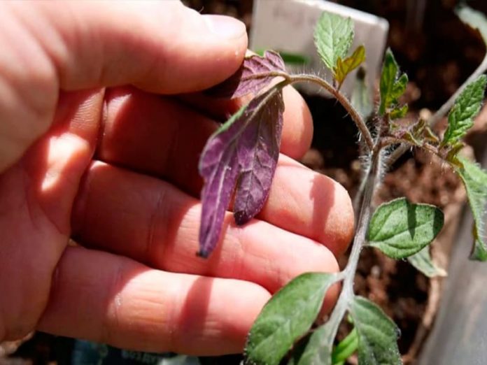 Чому листя пересадженої розсади томатів стало фіолетовим: чи можна врятувати рослини