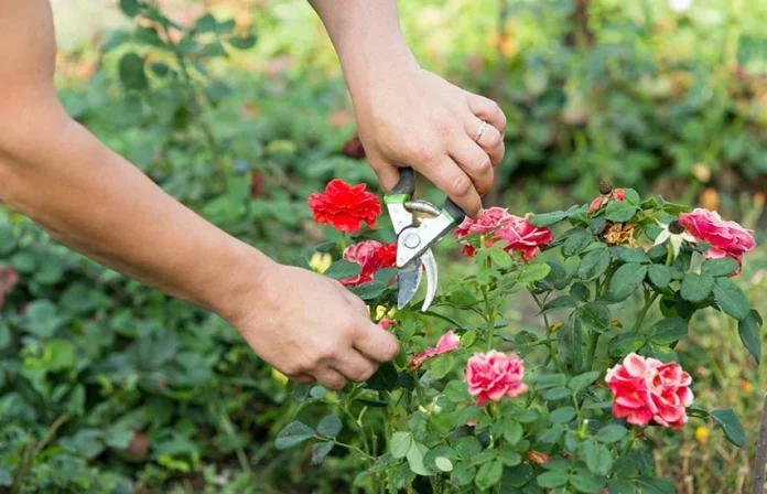 Як доглядати за трояндами влітку: поради квітникарів
