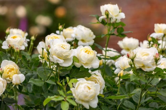 Як доглядати за трояндами у червні, щоб рясно цвіли до пізньої осені: секрети квітникарів