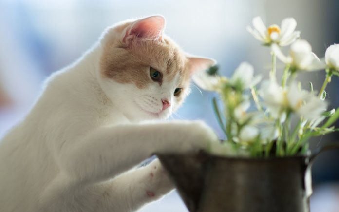 Як захистити ящики з розсадою від котів: поради городників