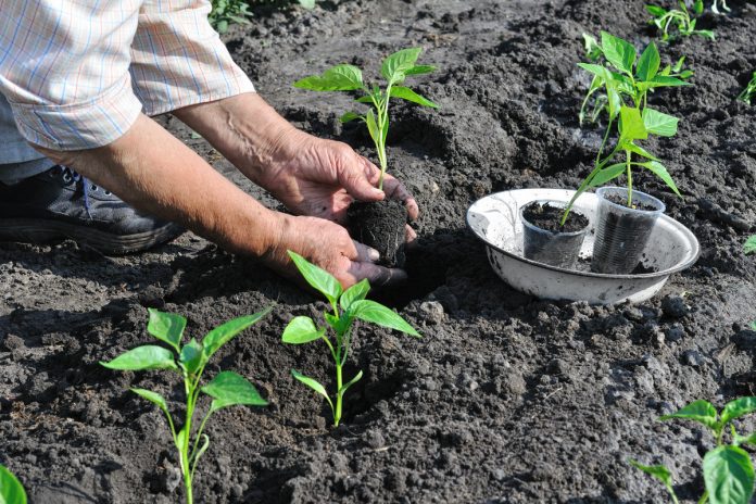 Як висаджувати розсаду перцю у відкритий ґрунт: особливості посадки
