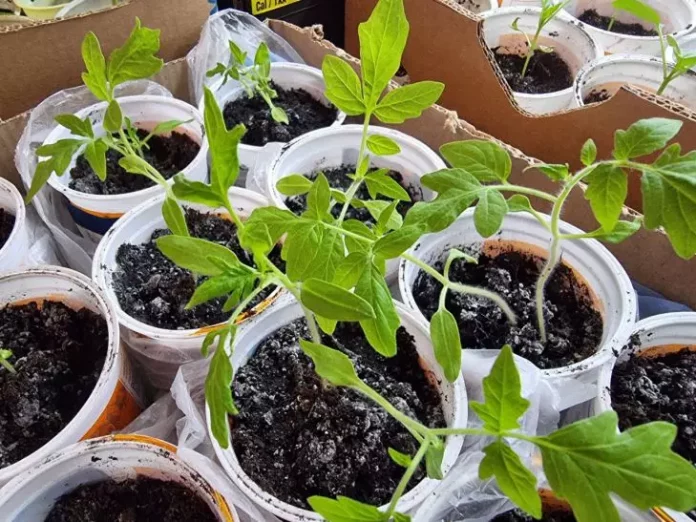 Як врятувати розсаду помідорів, яка переросла