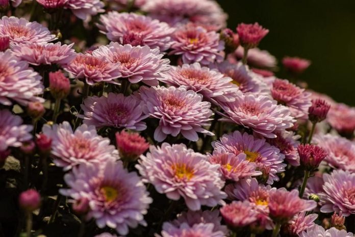 Як доглядати за хризантемами влітку, щоб восени буяли цвітом: секрети квітникарів