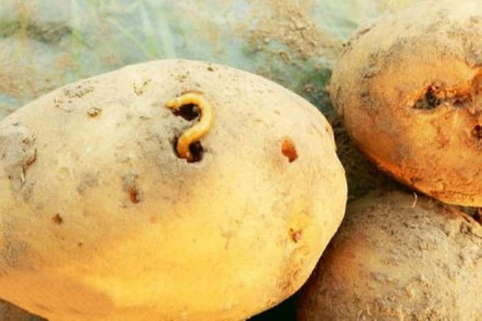 Як позбутися картопляного дротяника на городі: дієві методи