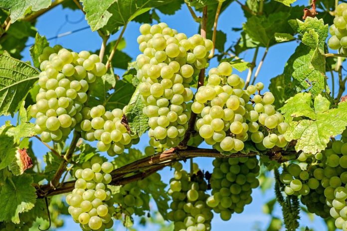 Як доглядати за виноградом влітку, щоб зібрати гарний урожай: секрети досвідчених виноградарів