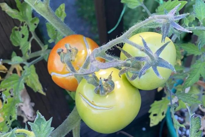 Чому тріскаються помідори на стеблах: що робити