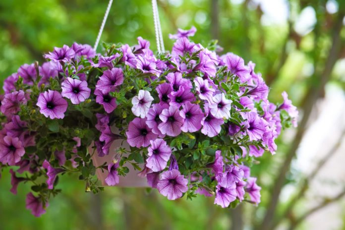 Як доглядати за петунією, щоб рясно цвіла все літо: секрети досвідчених квітникарів