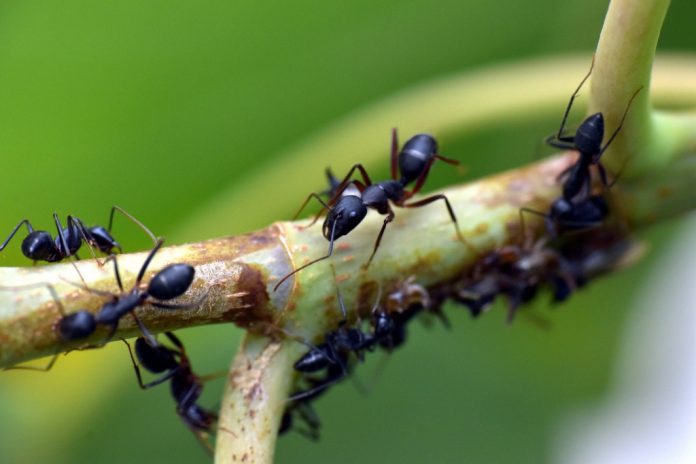 Як позбутися мурах на городі: дієві методи