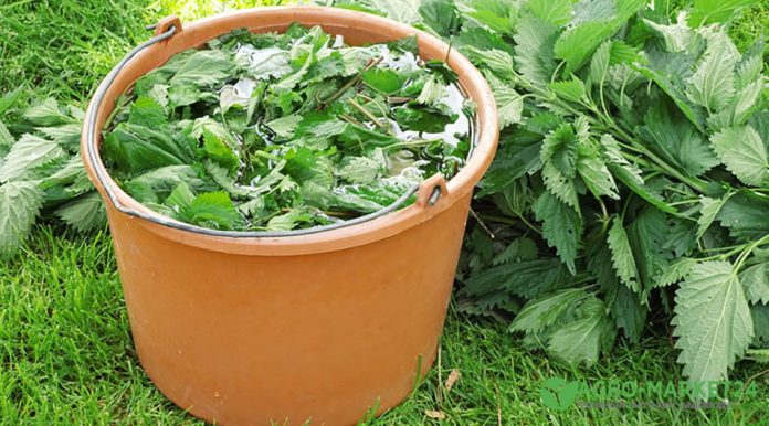 Не спішіть викидати цю рослину: про користь кропиви на городі
