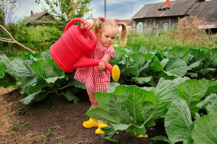 Чи дотримуєтеся ви правил поливання на городі: 4 поради городників
