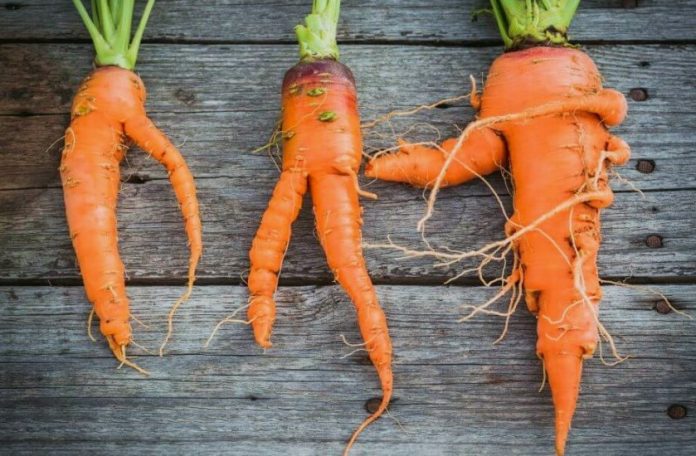 Чому морква виростає покручена: основні причини