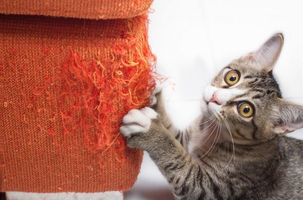 Що робити, якщо кіт дере шпалери й меблі: корисні поради