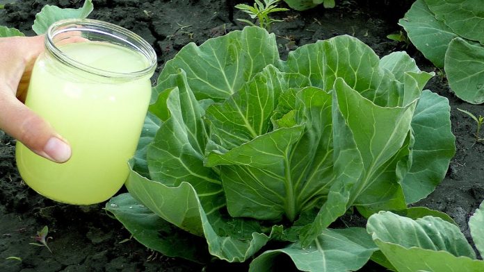Як ефективно підживити овочі молочною сироваткою