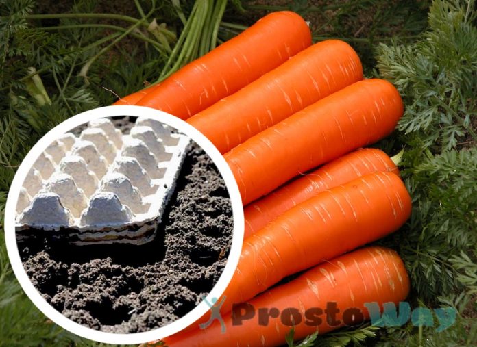 Як садити моркву, щоб потім не проріджувати