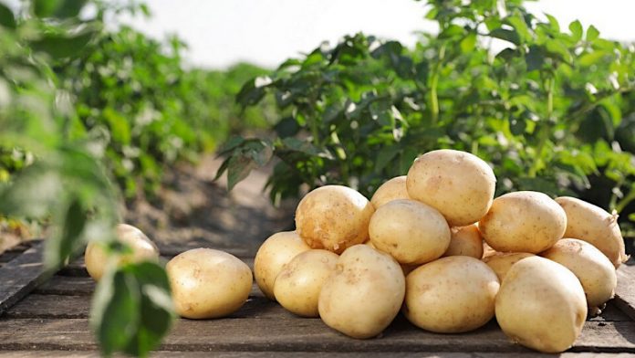 Що посадити поряд з картоплею та томатами