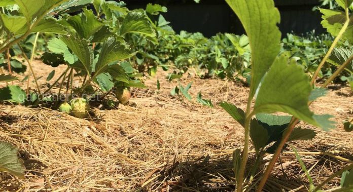 Як врятувати городину від виснажливої спеки: 5 основних правил