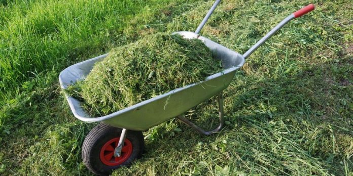 Як використати скошену траву на городі: поради досвідчених господарів