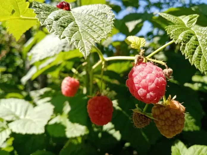 Чому ягоди малини дрібні: причини на які варто звернути увагу