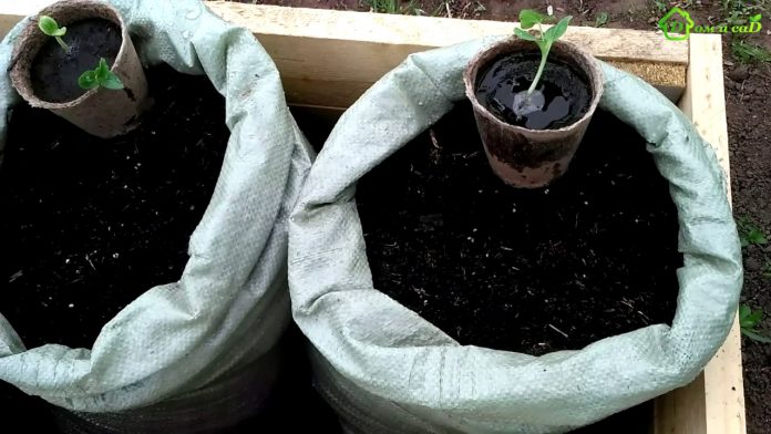 Якщо не вистачає місця на городі: цікавий метод висаджування кабачків