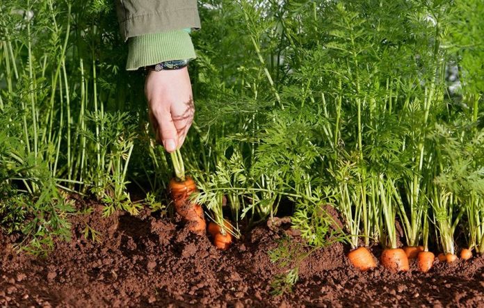 Чим підгодувати моркву, щоб швидше дозріла й більша виросла