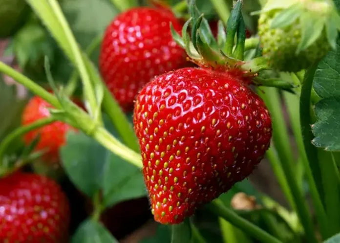 Підживіть полуницю бором зараз, щоб ягоди були солодші та більші