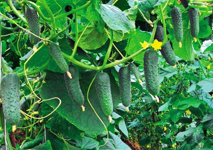 Що посадити поряд з огірками: дієвий спосіб збільшити врожай