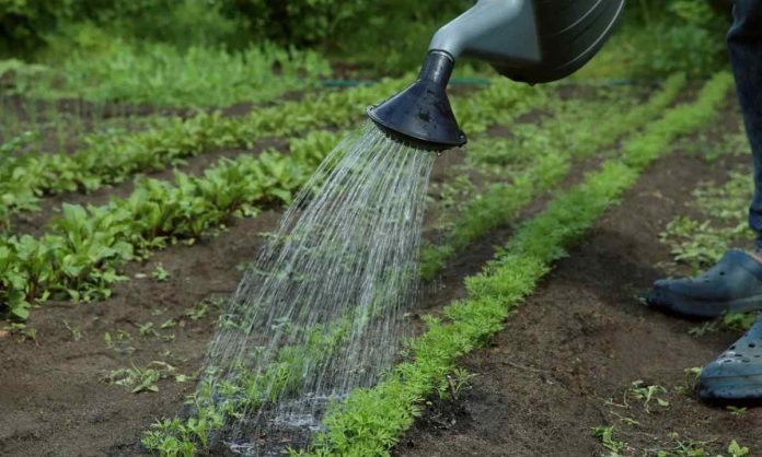 Як поливати городину, щоб не нашкодити: основні правила
