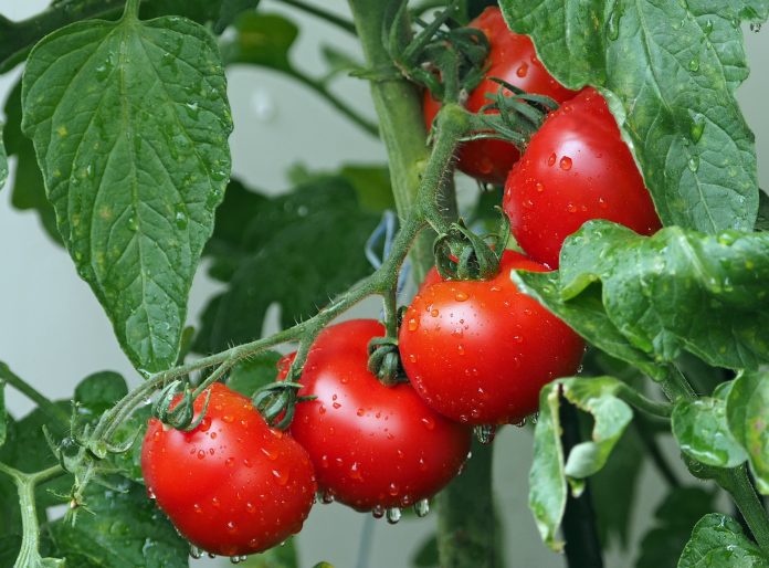 Для чого досвідчені городники роблять дефіцит вологи помідорам