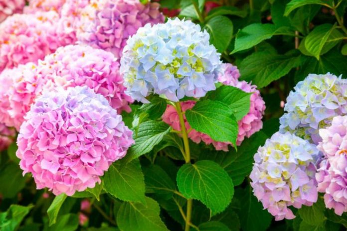 Як вирощувати гортензію: основні поради квітникарям