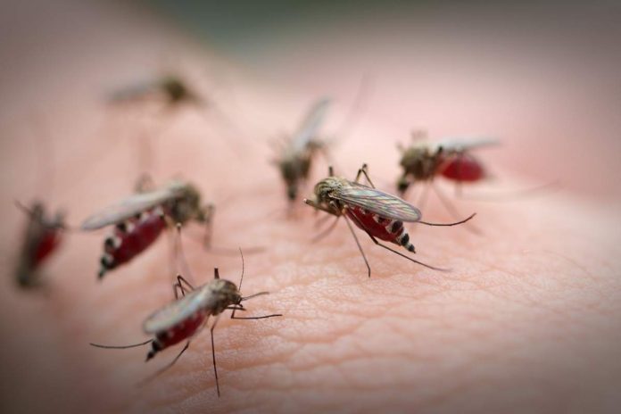 Як відлякати комарів простими засобами, які завжди є вдома