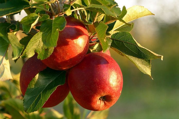 Чим підживити яблуні в червні, щоб плоди були великими та соковитими: секрет