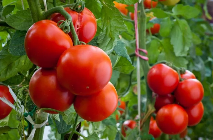 Три причини, чому потрібно підв’язувати помідори
