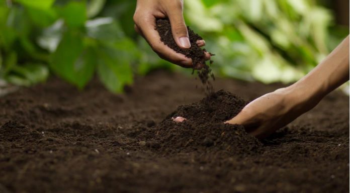 Як покращити родючість ґрунту: поради городникам-початківцям