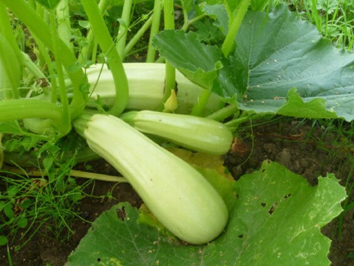 Які овочі зіпсують врожай кабачків: погані сусіди на городі