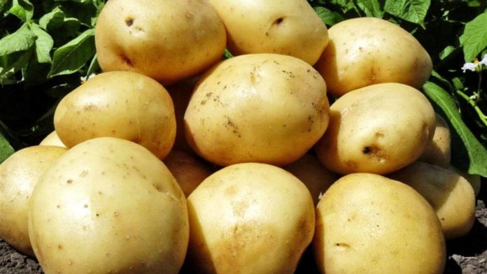 5 причин поганого врожаю картоплі: не допускайте типових помилок