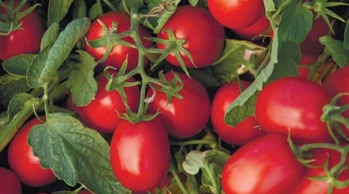 Чим удобрити помідори, щоб швидше дозрівали: дієве підживлення