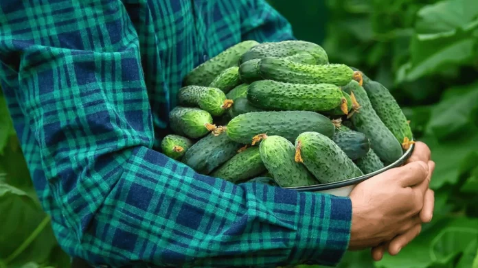 Як правильно поливати огірки: будуть рости до осені