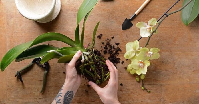 Як правильно пересаджувати орхідею: поради досвідчених господинь