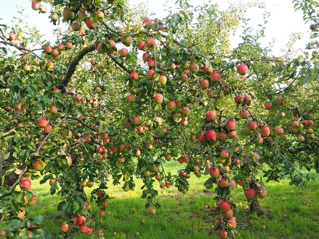 Як правильно підгодувати яблуню у серпні: не всі дачники знають