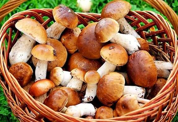Як правильно збирати гриби: поради грибників