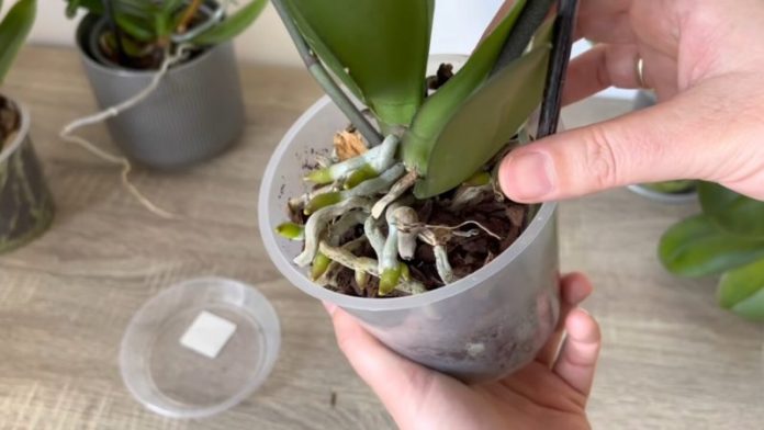 Як самостійно приготувати просте та ефективне добриво для орхідей