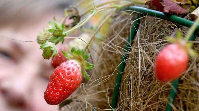 Які рослини можна саджати після полуниці