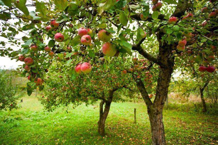 Як та чим обробити яблуні після збору урожаю, щоб прогнати шкідників з ґрунту та з-під кори