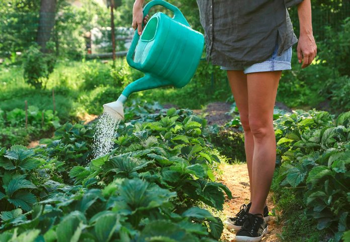 Як поливати рослини в спеку
